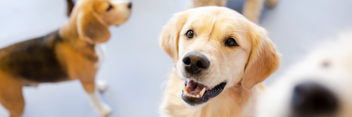 Pets - Recycled Firefighter