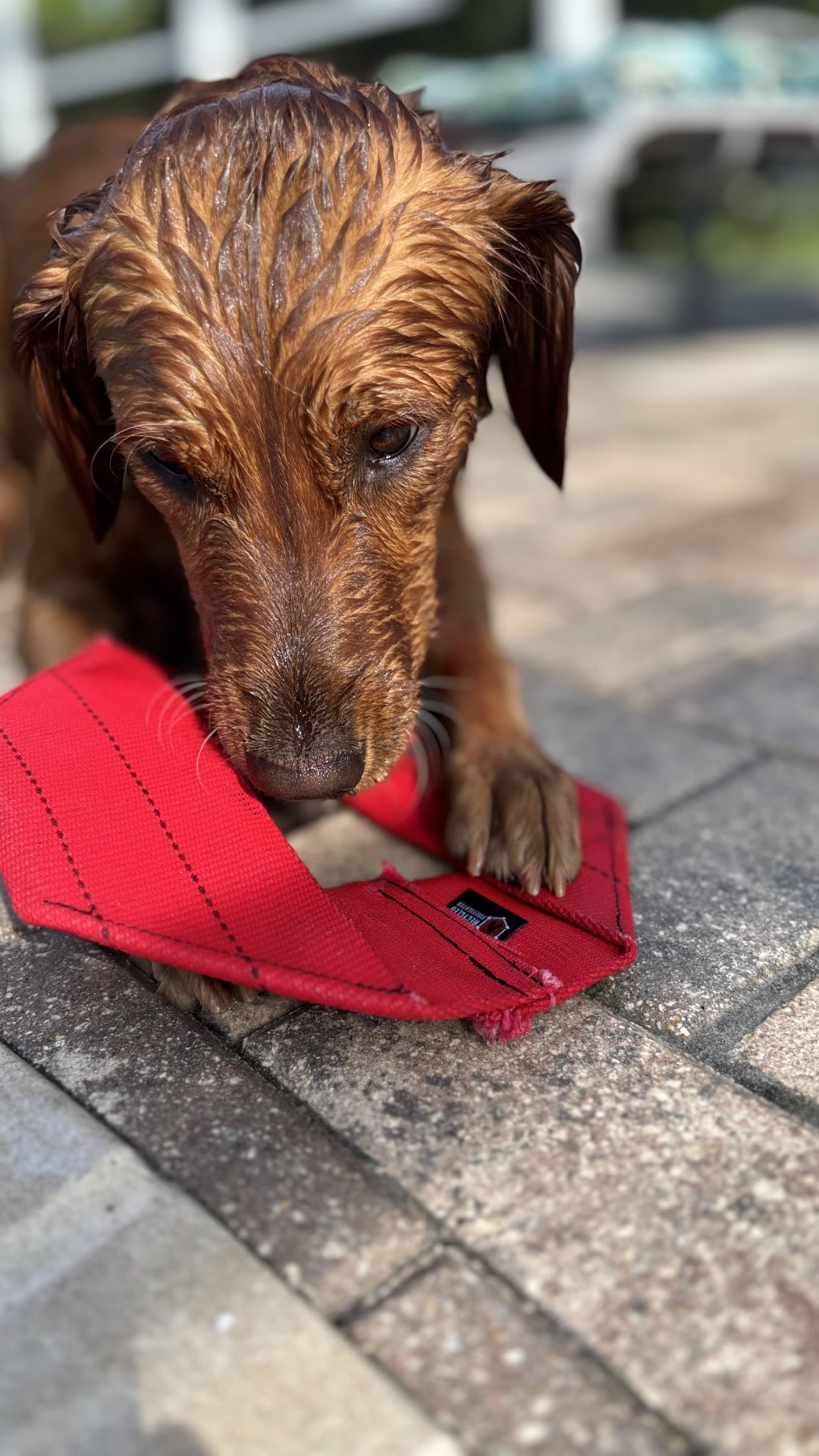 Fire Hose Dog Frisbee in Red Recycledfirefighter