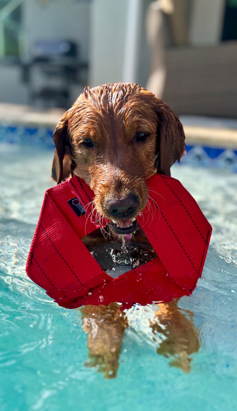 Fire Hose Dog Frisbee in Red Recycledfirefighter