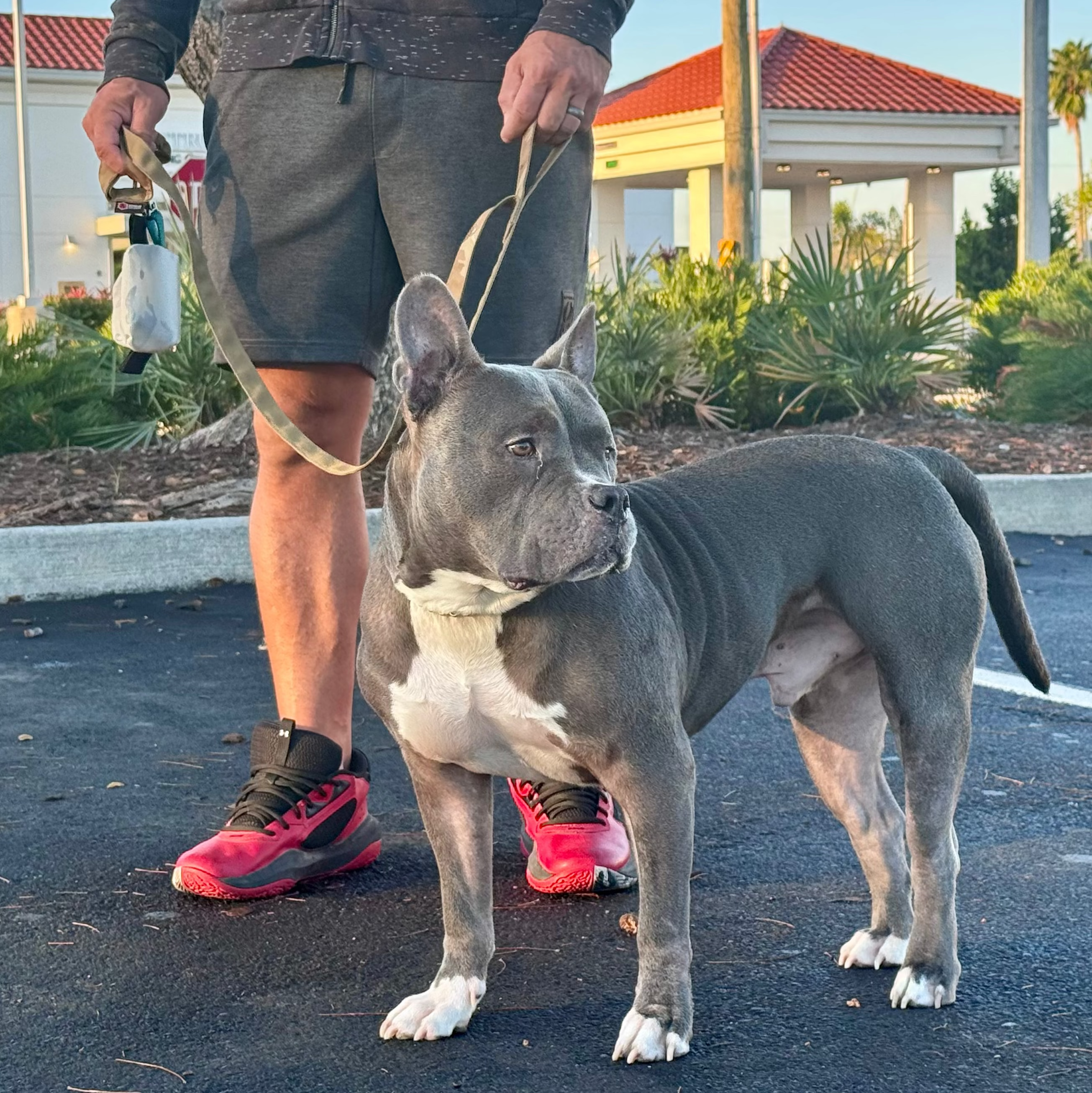 K9 Command Lead - Dual Control Dog Leash