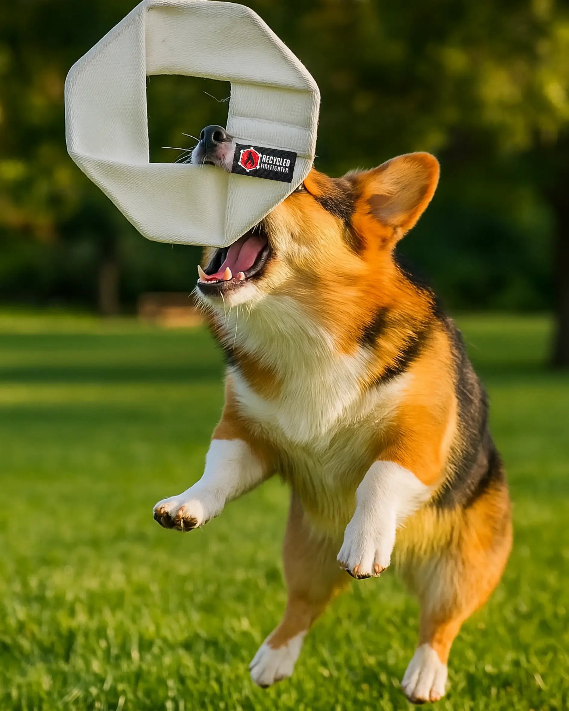 Fire Hose Dog Frisbee JR.